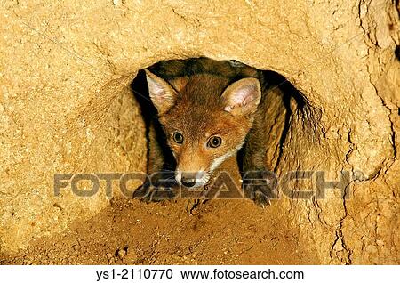 Stock Image - Red Fox, vulpes vulpes, Cub standing at Den Entrance, Normandy.. Fotosearch