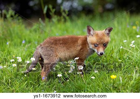 Red Fox, vulpes vulpes, Cub standing in Flowers, Normandy View Large Photo Image Stock Image - Red Fox, vulpes vulpes, Cub standing in Flowers, Normandy. Fotosearch