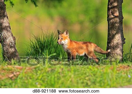 Red Fox (Vulpes vulpes) cub View Large Photo Image Stock Photo - Red Fox (Vulpes vulpes) cub. Fotosearch