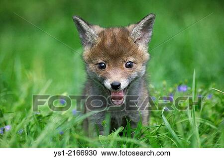Stock Image - Red Fox, vulpes vulpes, Cub Yawning, Normandy.. Fotosearch