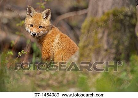 Red Fox (Vulpes vulpes, formerly Vulpes fulva) - New York - USA - same species as European red fox - some say was originally introduced from Europe to North America - widespread in North America - omnivore View Large Photo Image Stock Photo - Red Fox (Vulpes vulpes, formerly Vulpes fulva) - New York - USA - same species as European red fox - some say was originally introduced from Europe to North America - widespread in North America - omnivore. Fotosearch
