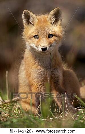 Red Fox (Vulpes vulpes, formerly Vulpes fulva) - New York - USA - same species as European red fox - some say was originally introduced from Europe to North America - widespread in North America - omnivore View Large Photo Image Stock Photo - Red Fox (Vulpes vulpes, formerly Vulpes fulva) - New York - USA - same species as European red fox - some say was originally introduced from Europe to North America - widespread in North America - omnivore. Fotosearch