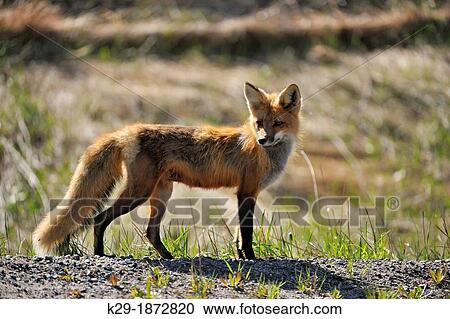 Stock Image - Red fox Vulpes vulpes hunting near the road, Greater Sudbury Whitefish, Ontario, Canada. Fotosearch