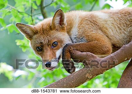 Red Fox (Vulpes vulpes) in a tree, Lot, France View Large Photo Image Stock Image - Red Fox (Vulpes vulpes) in a tree, Lot, France. Fotosearch