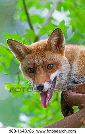 Red Fox (Vulpes vulpes) in a tree, Lot, France View Large Photo Image Stock Photography - Red Fox (Vulpes vulpes) in a tree, Lot, France. Fotosearch