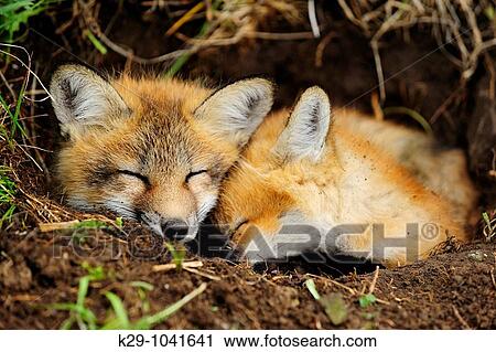 Red fox Vulpes vulpes Kits View Large Photo Image Stock Image - Red fox Vulpes vulpes Kits. Fotosearch