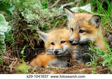 Red fox Vulpes vulpes Kits View Large Photo Image Stock Photo - Red fox Vulpes vulpes Kits. Fotosearch
