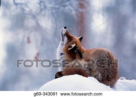 Red Fox (Vulpes vulpes). Lycksele, V? sterbotten, Sweden View Large Photo Image Stock Image - Red Fox (Vulpes vulpes). Lycksele, V? sterbotten, Sweden. Fotosearch