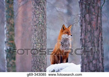 Red Fox (Vulpes vulpes). Lycksele, V? sterbotten, Sweden View Large Photo Image Stock Photography - Red Fox (Vulpes vulpes). Lycksele, V? sterbotten, Sweden. Fotosearch