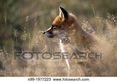 Red fox (Vulpes vulpes), National Park Gran Paradiso, Italy. View Large Photo Image Stock Image - Red fox (Vulpes vulpes), National Park Gran Paradiso, Italy.. Fotosearch