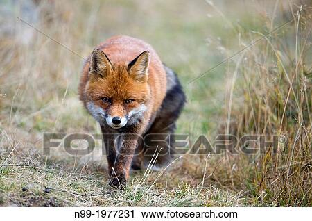 Red fox (Vulpes vulpes), National Park Gran Paradiso, Italy. View Large Photo Image Stock Image - Red fox (Vulpes vulpes), National Park Gran Paradiso, Italy.. Fotosearch