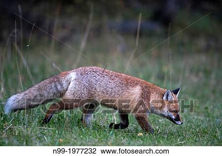 Red fox (Vulpes vulpes), National Park Gran Paradiso, Italy. View Large Photo Image Stock Image - Red fox (Vulpes vulpes), National Park Gran Paradiso, Italy.. Fotosearch