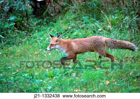 Red fox (Vulpes vulpes) on a meadow View Large Photo Image Stock Photo - Red fox (Vulpes vulpes) on a meadow. Fotosearch
