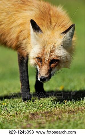 Red fox Vulpes vulpes on rural lawn in spring View Large Photo Image Stock Photo - Red fox Vulpes vulpes on rural lawn in spring. Fotosearch