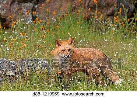 Red Fox Vulpes vulpes Order: Carnivora Family: Canidae. View Large Photo Image Stock Photo - Red Fox Vulpes vulpes Order: Carnivora Family: Canidae.. Fotosearch