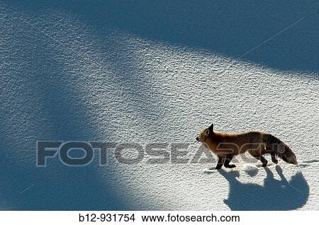 Red Fox (Vulpes vulpes) View Large Photo Image Picture - Red Fox (Vulpes vulpes). Fotosearch