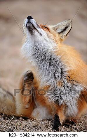 Picture - Red fox Vulpes vulpes. Fotosearch