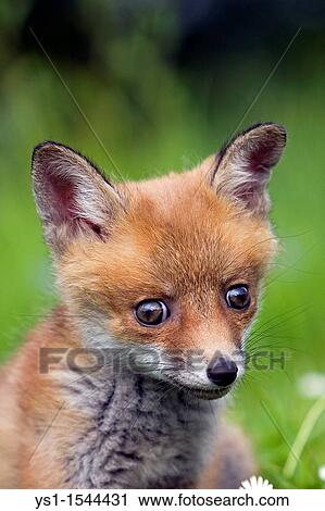 Stock Image - Red Fox, vulpes vulpes, Portrait of Cub, Normandy. Fotosearch