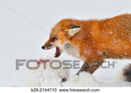 Stock Image - Red fox (Vulpes vulpes) preying upon an Arctic Fox (Alopex lagopus), Wapusk NP, Cape Churchill, Manitoba, Canada.. Fotosearch