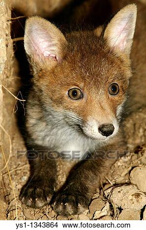 RED FOX vulpes vulpes, PUP AT DEN ENTRANCE, NORAMNDY IN FRANCE View Large Photo Image Picture - RED FOX vulpes vulpes, PUP AT DEN ENTRANCE, NORAMNDY IN FRANCE. Fotosearch