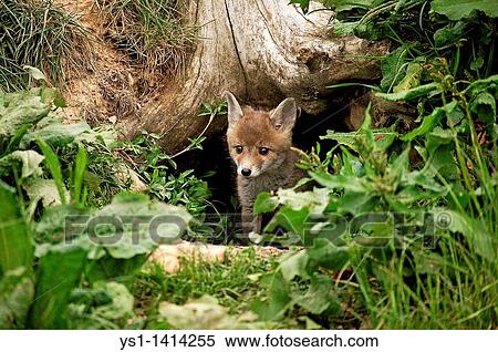 RED FOX vulpes vulpes, PUP EMERGING FROM DEN, NORMANDY IN FRANCE View Large Photo Image Stock Photography - RED FOX vulpes vulpes, PUP EMERGING FROM DEN, NORMANDY IN FRANCE. Fotosearch
