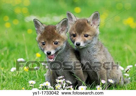 Red Fox, vulpes vulpes, Pup sitting in Flowers, Normandy View Large Photo Image Stock Image - Red Fox, vulpes vulpes, Pup sitting in Flowers, Normandy. Fotosearch