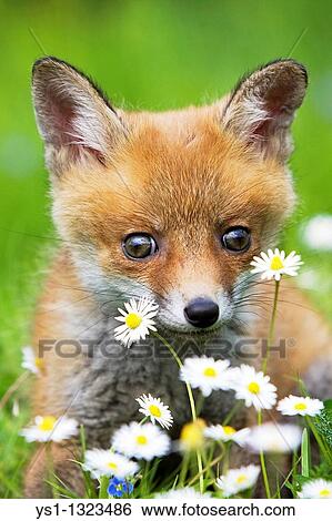 Stock Photograph - RED FOX vulpes vulpes, PUP WITH FLOWERS, NORMANDY IN FRANCE. Fotosearch