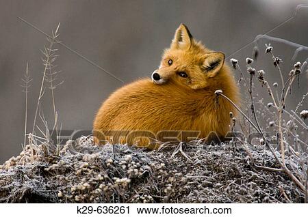 Stock Image - Red fox (Vulpes vulpes) resting on frosted mound of earth. Fotosearch