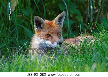 Stock Image - Red Fox (Vulpes vulpes). Fotosearch