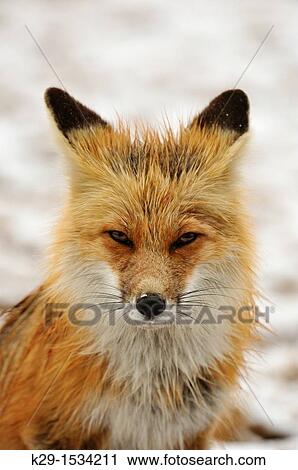 Red fox Vulpes vulpes View Large Photo Image Stock Image - Red fox Vulpes vulpes. Fotosearch