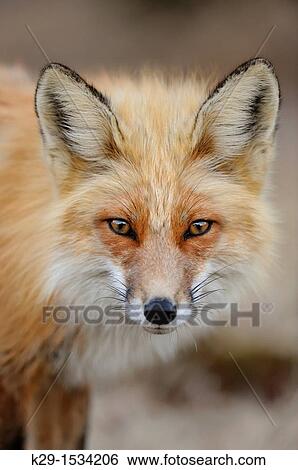 Red fox Vulpes vulpes View Large Photo Image Stock Photograph - Red fox Vulpes vulpes. Fotosearch