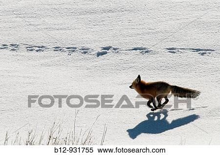 Red Fox (Vulpes vulpes) View Large Photo Image Stock Photography - Red Fox (Vulpes vulpes). Fotosearch