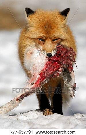 Red Fox (Vulpes vulpes) with prey (Mountain Hare), captive. Finland. View Large Photo Image Stock Image - Red Fox (Vulpes vulpes) with prey (Mountain Hare), captive. Finland.. Fotosearch