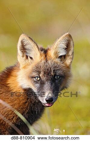 Red Fox (Vulpes vulpes), young during dark phase. Seward Peninsula, Alaska, USA View Large Photo Image Picture - Red Fox (Vulpes vulpes), young during dark phase. Seward Peninsula, Alaska, USA. Fotosearch