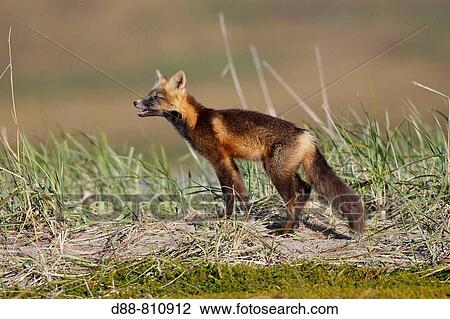 Red Fox (Vulpes vulpes), young during dark phase. Seward Peninsula, Alaska, USA View Large Photo Image Stock Image - Red Fox (Vulpes vulpes), young during dark phase. Seward Peninsula, Alaska, USA. Fotosearch