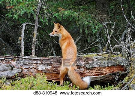 Stock Photo - Red Fox (Vulpes vulpes), young. Fotosearch