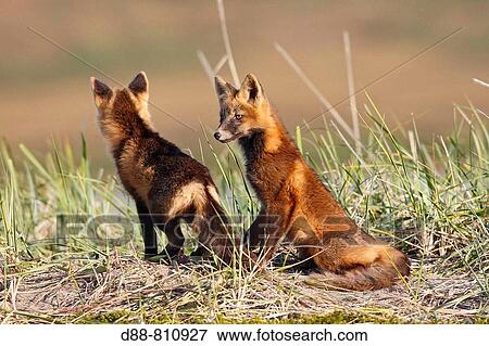 Red Fox (Vulpes vulpes), youngs during dark phase. Seward Peninsula, Alaska, USA View Large Photo Image Stock Photo - Red Fox (Vulpes vulpes), youngs during dark phase. Seward Peninsula, Alaska, USA. Fotosearch