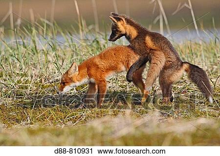 Red Fox (Vulpes vulpes), youngs: one in dark phase and one in regular phase. Seward Peninsula, Alaska, USA View Large Photo Image Stock Image - Red Fox (Vulpes vulpes), youngs: one in dark phase and one in regular phase. Seward Peninsula, Alaska, USA. Fotosearch