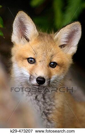Red foxes (Vulpes vulpes), kit near roadside den. Killarney Provincial Park, Ontario, Canada View Large Photo Image Stock Photo - Red foxes (Vulpes vulpes), kit near roadside den. Killarney Provincial Park, Ontario, Canada. Fotosearch