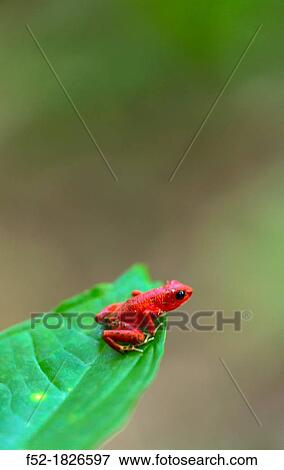 Red frog, Oophaga pumilio, Bastimentos Island, Bocas del Toro Archipelago, Bocas del Toro Province, Panama, Central America, America View Large Photo Image Stock Photo - Red frog, Oophaga pumilio, Bastimentos Island, Bocas del Toro Archipelago, Bocas del Toro Province, Panama, Central America, America. Fotosearch