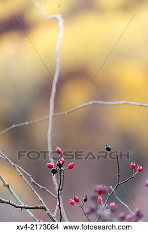 Red fruit of plant in autumn. Ordesa and Monte Perdido Park, Huesca, Pyrenees. View Large Photo Image Picture - Red fruit of plant in autumn. Ordesa and Monte Perdido Park, Huesca, Pyrenees.. Fotosearch
