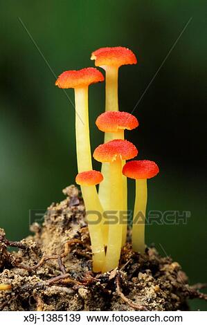 Red fungi View Large Photo Image Stock Photo - Red fungi. Fotosearch