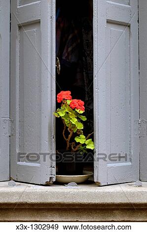 Red geranium flowers on a window pane View Large Photo Image Stock Photo - Red geranium flowers on a window pane. Fotosearch