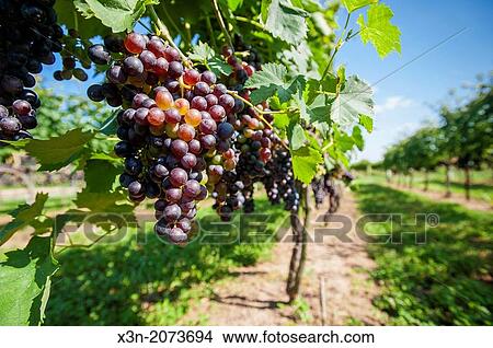 Red grapes hanging in vineyard. Sudlersville Maryland USA View Large Photo Image Picture - Red grapes hanging in vineyard. Sudlersville Maryland USA. Fotosearch