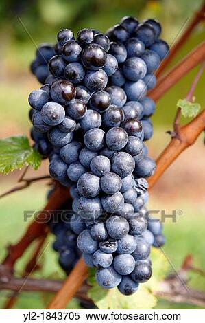Stock Photography - Red grapes in the vineyards of the south Burgenland vineyards, Rechnitz, Austria. Fotosearch