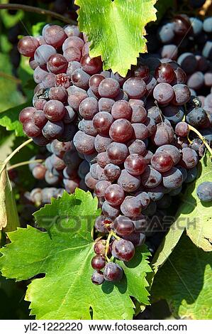 Red grapes on the vines in the vineyards of Hajos Haj's Hungary View Large Photo Image Stock Image - Red grapes on the vines in the vineyards of Hajos Haj's Hungary. Fotosearch