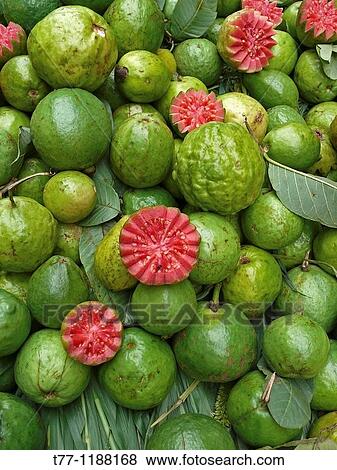 Red Guavas for sale at street market, Indore, Madhya Pradesh, India View Large Photo Image Stock Photo - Red Guavas for sale at street market, Indore, Madhya Pradesh, India. Fotosearch