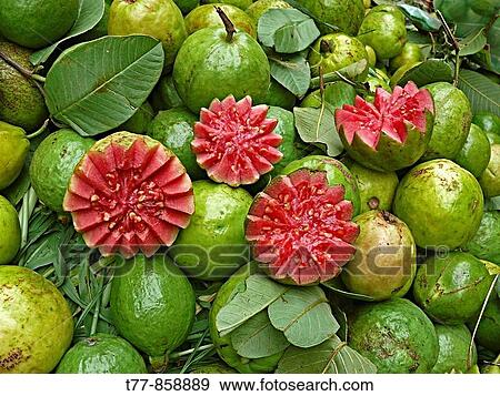 Red Guavas for sale at street market Indore, Madhya Pradesh, India View Large Photo Image Stock Photo - Red Guavas for sale at street market Indore, Madhya Pradesh, India. Fotosearch