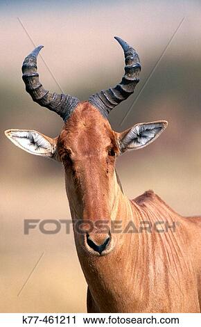 Red Hartebeest (Alcelaphus buselaphus). Masai Mara Game Reserve. Kenya View Large Photo Image Stock Image - Red Hartebeest (Alcelaphus buselaphus). Masai Mara Game Reserve. Kenya. Fotosearch