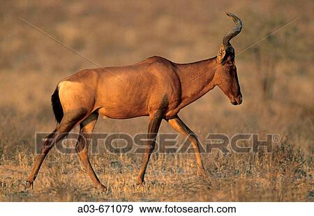 Red Hartebeest, Alcephalus buselaphus, Kgalagadi Transfrontier Park, Kalahari, South Africa View Large Photo Image Stock Photo - Red Hartebeest, Alcephalus buselaphus, Kgalagadi Transfrontier Park, Kalahari, South Africa. Fotosearch